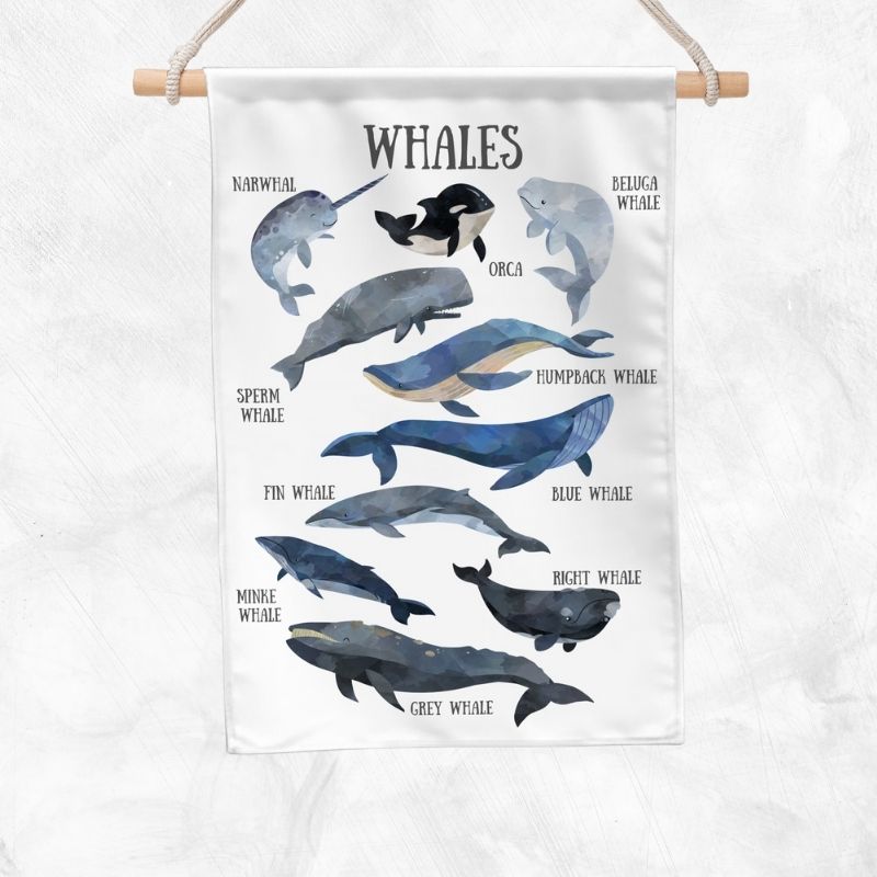 Whales Educational Banner