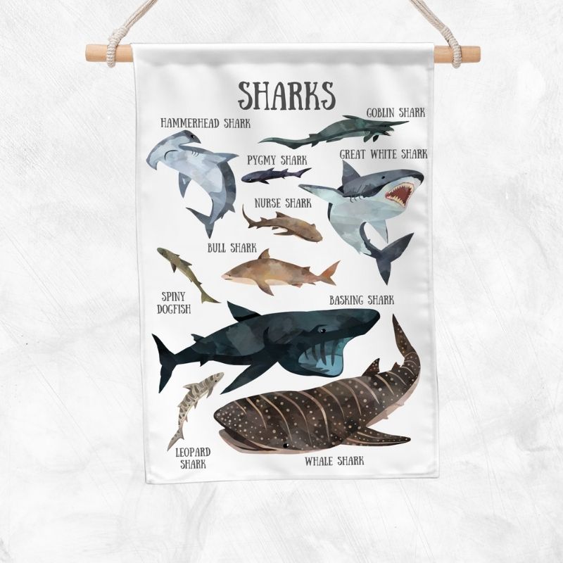 Sharks Educational Banner