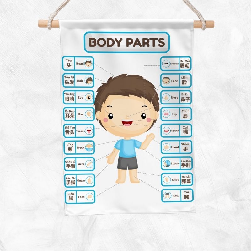 Body Parts (Boy) Educational Banner