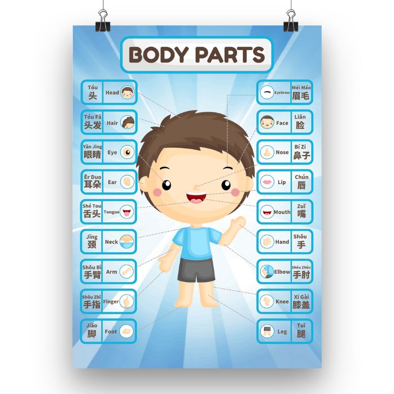 Body Parts - Boy